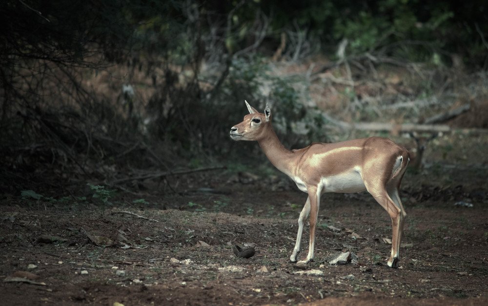 Фотография автора Siddharth Mohan