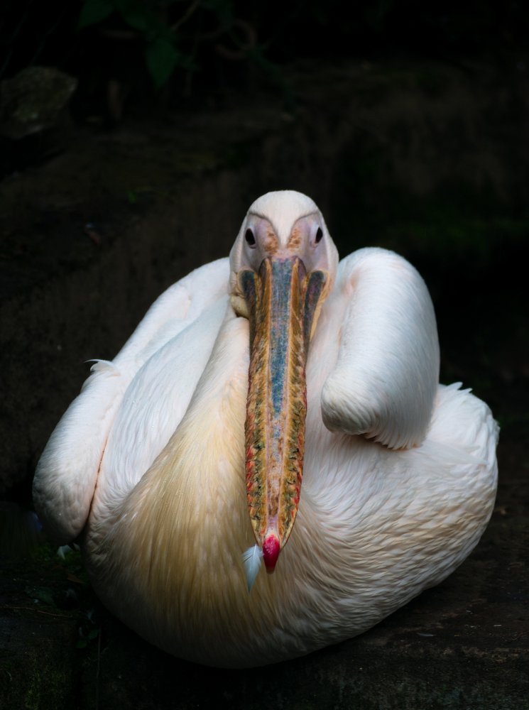 Photograph by Sumiran Waghmare