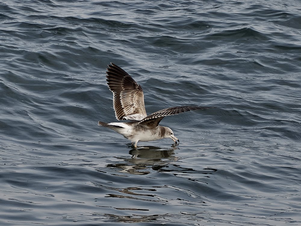 Пешком по морю ходит чайка