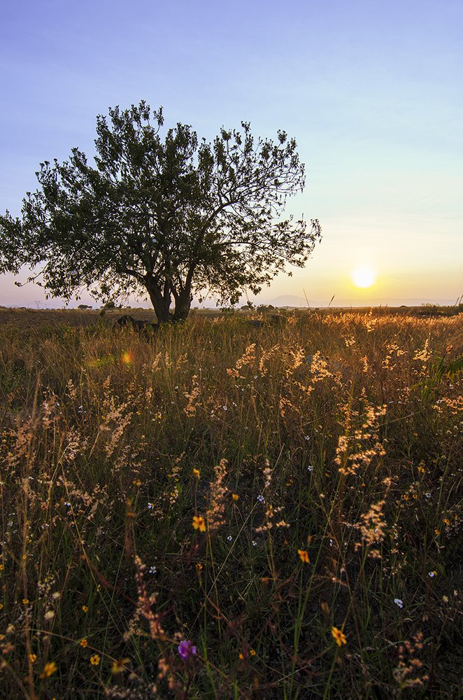 Photograph by Daniel Olivares