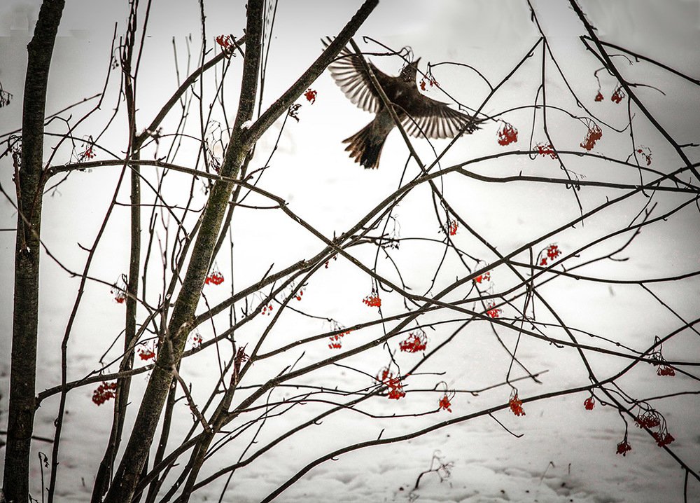Птица щастья завтрашнего дня