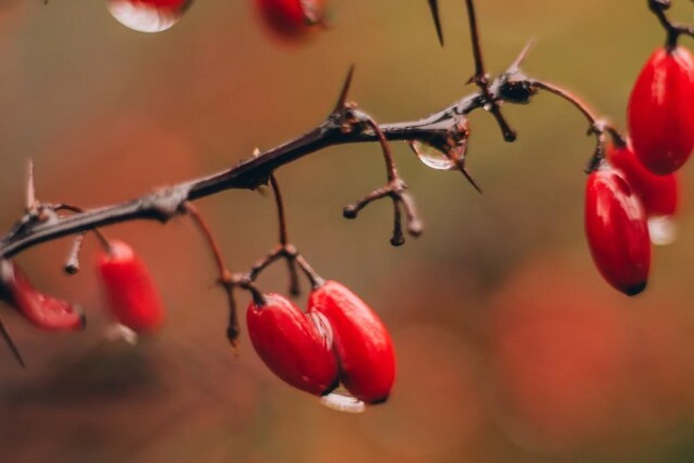 Photograph by Алена