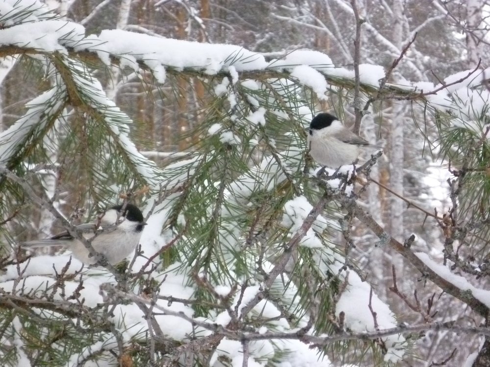 Photograph by Гульдар Мустафина