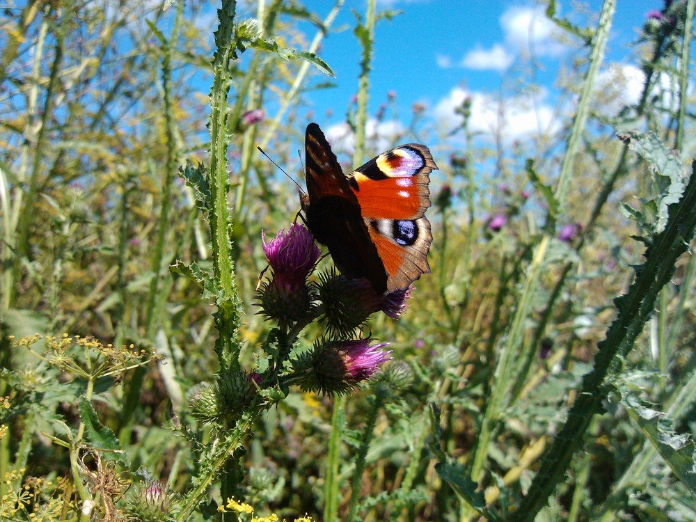 Photograph by Гульдар Мустафина