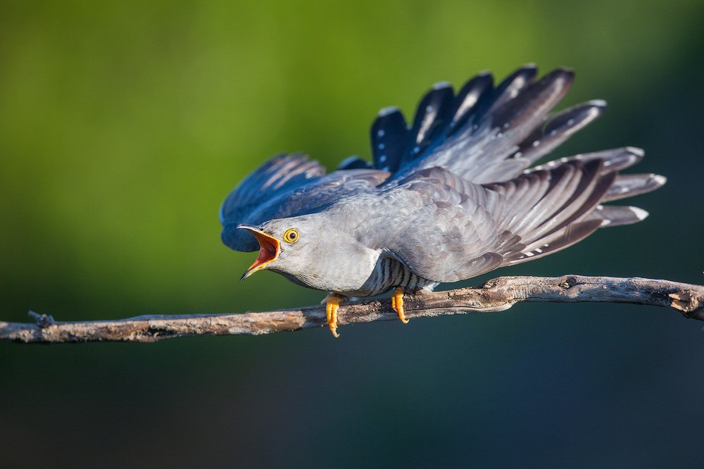 Фотография автора Голубев Дмитрий