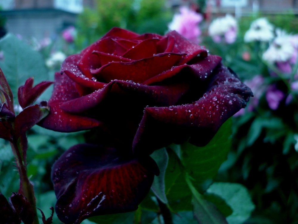 Photograph by Иван