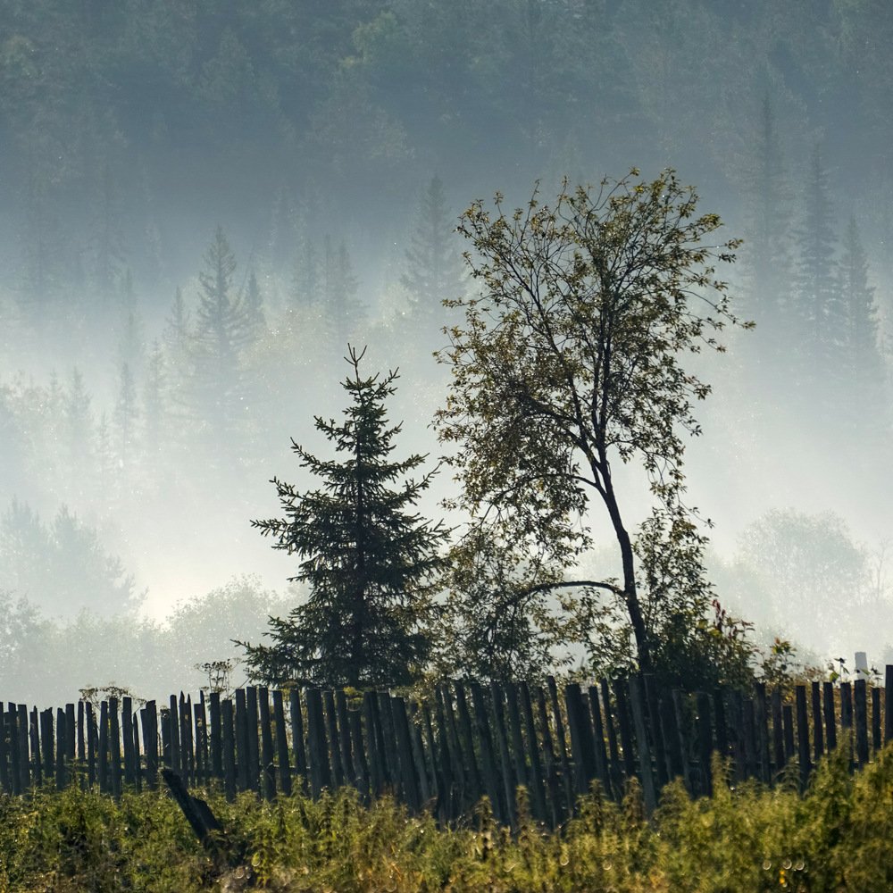 За деревьями - лес