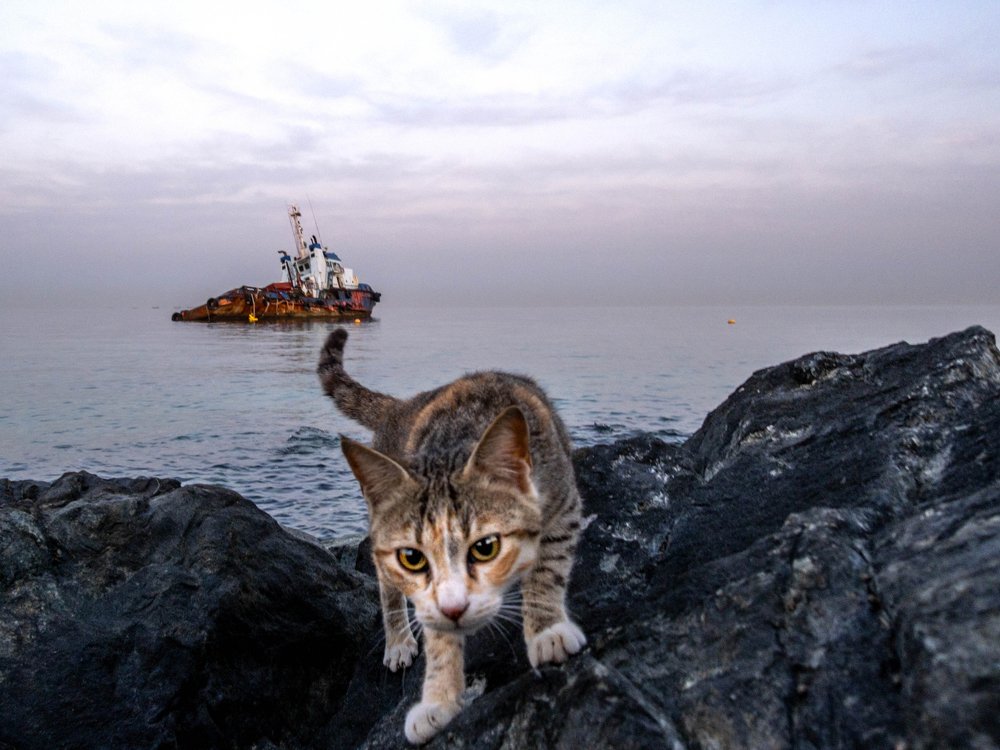 Photograph by TITTU SHAJI THOMAS