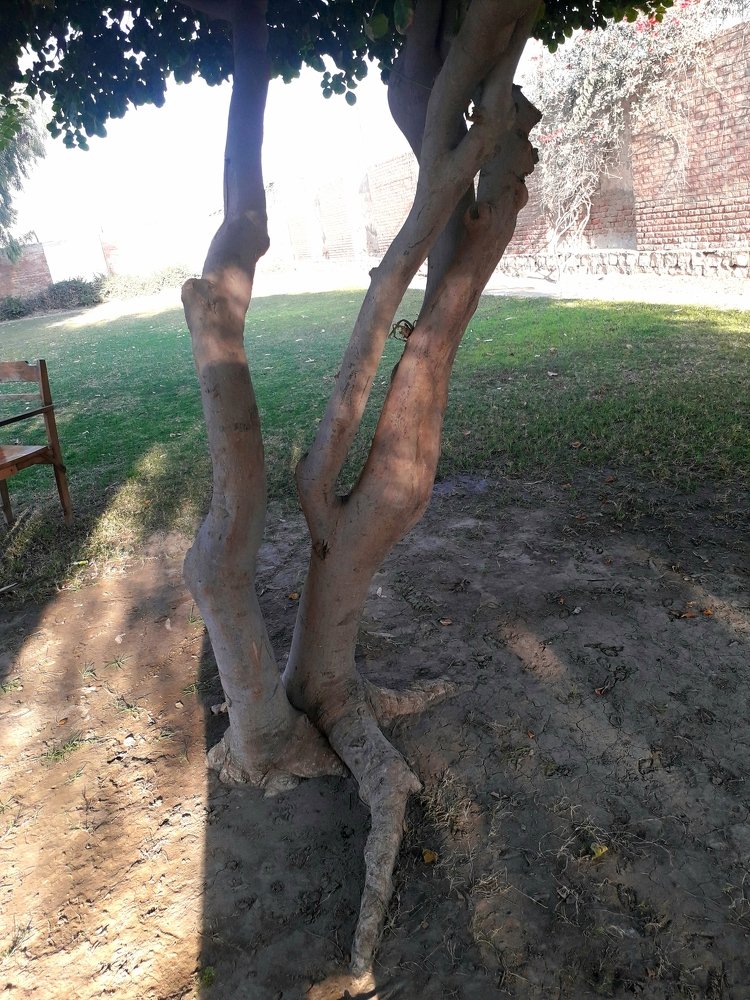 Photograph by Safi Mangi