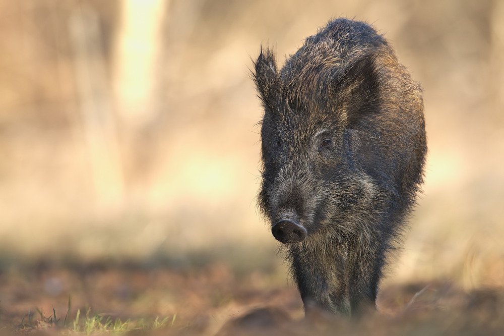 Photograph by Piotr Blachliński