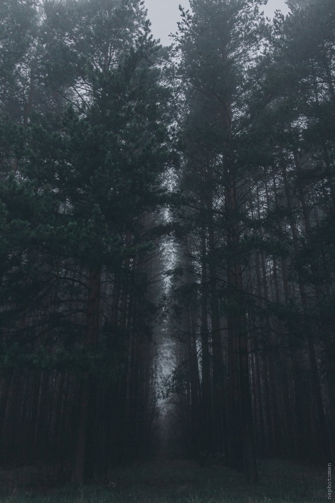 Photograph by Алексей Платунов