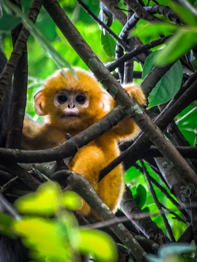 Dusky leaf monkeys