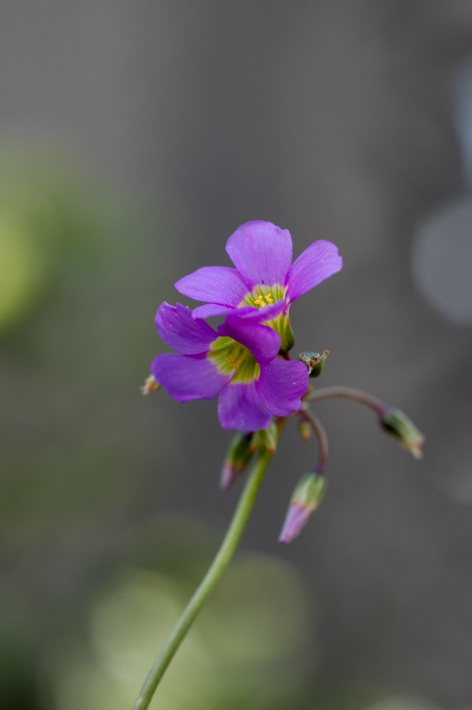 Photograph by Jaya Ram Prajapati