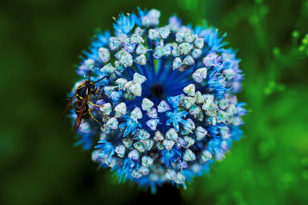 Желтое, синее, зеленое.