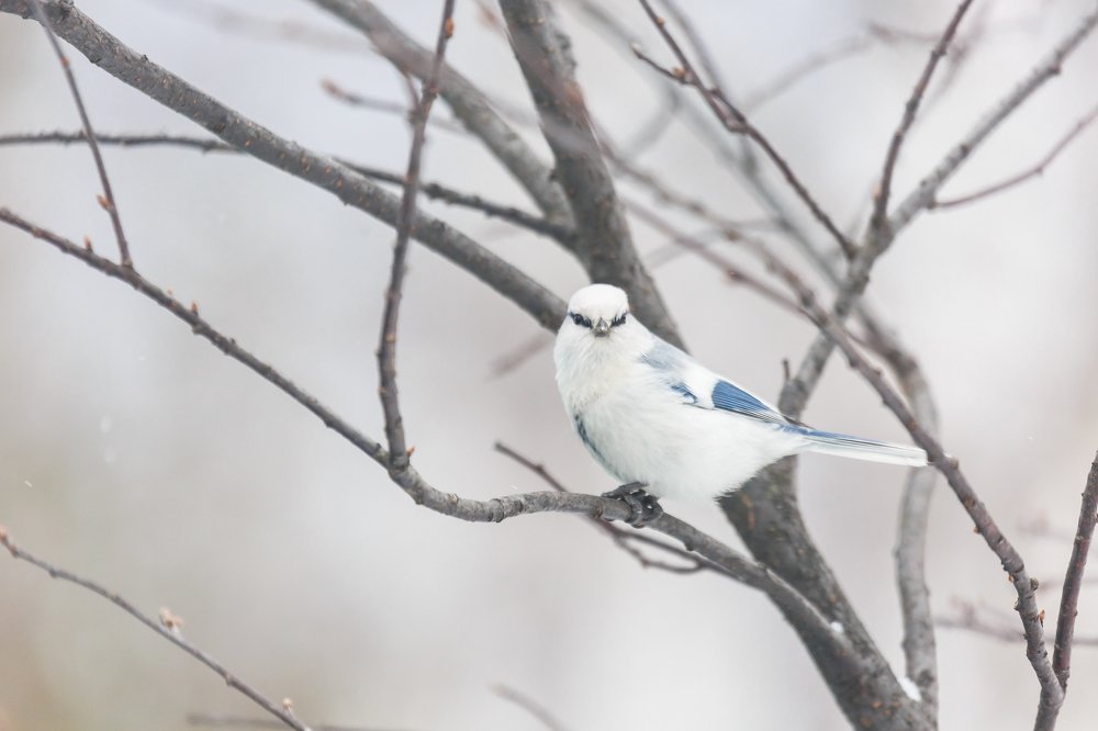 Azure tit, white prince