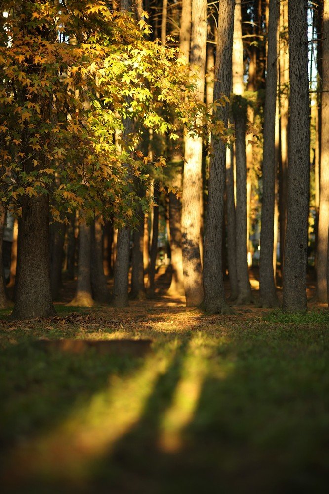 Photograph by Диана Думиника