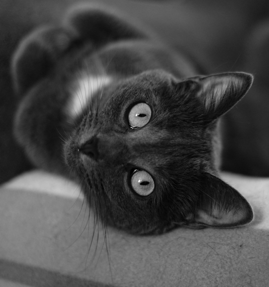 Фотография автора Алексей Зубков