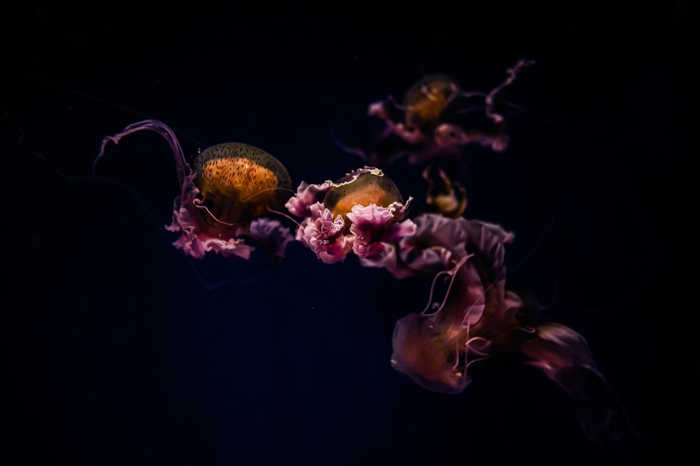 Photograph by Catalin Arcu