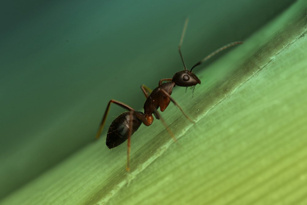 ant