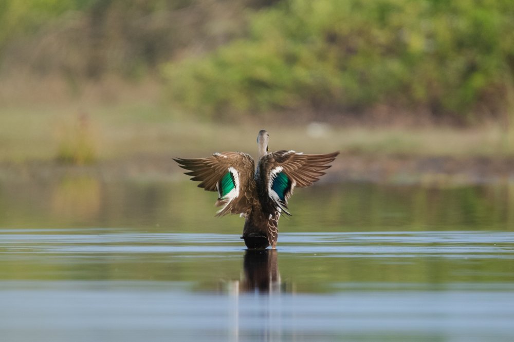 Photograph by Murugaiah Saravanan