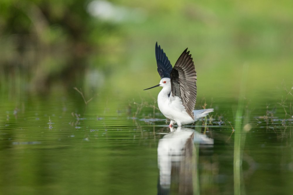 Photograph by Murugaiah Saravanan