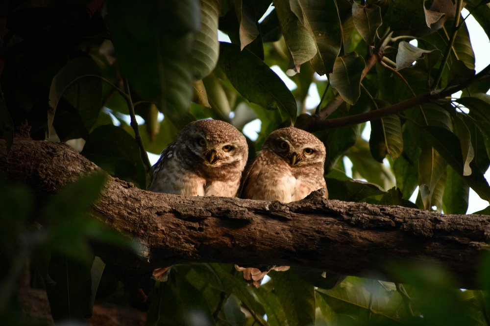 Owlets