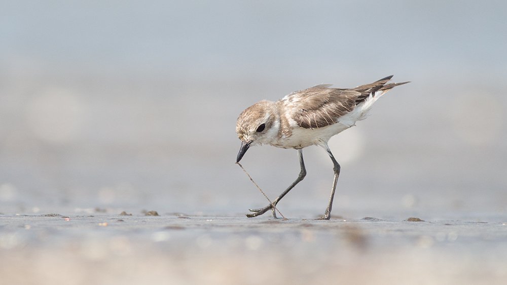 Photograph by Milind Joshi