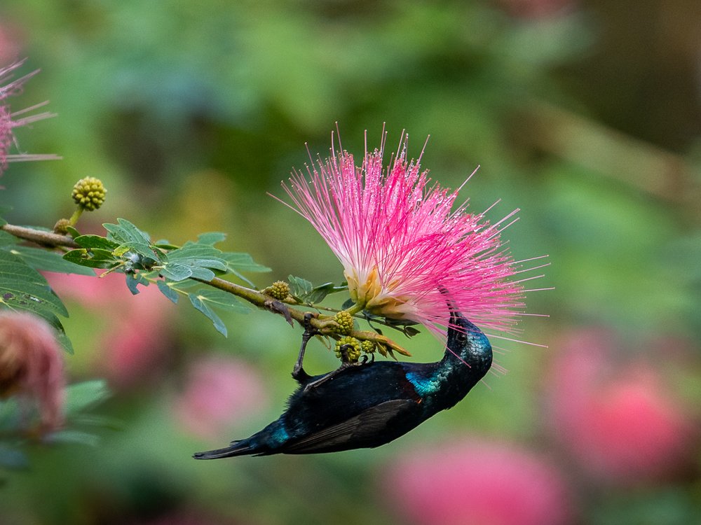 Photograph by Basavaraj M