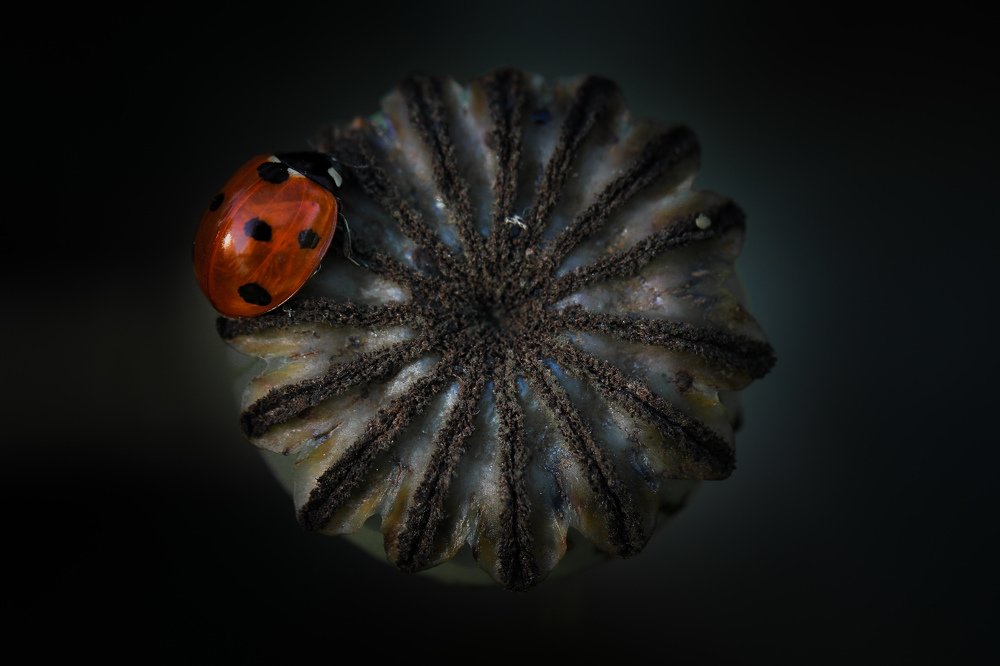 Photograph by Александра Юсупова