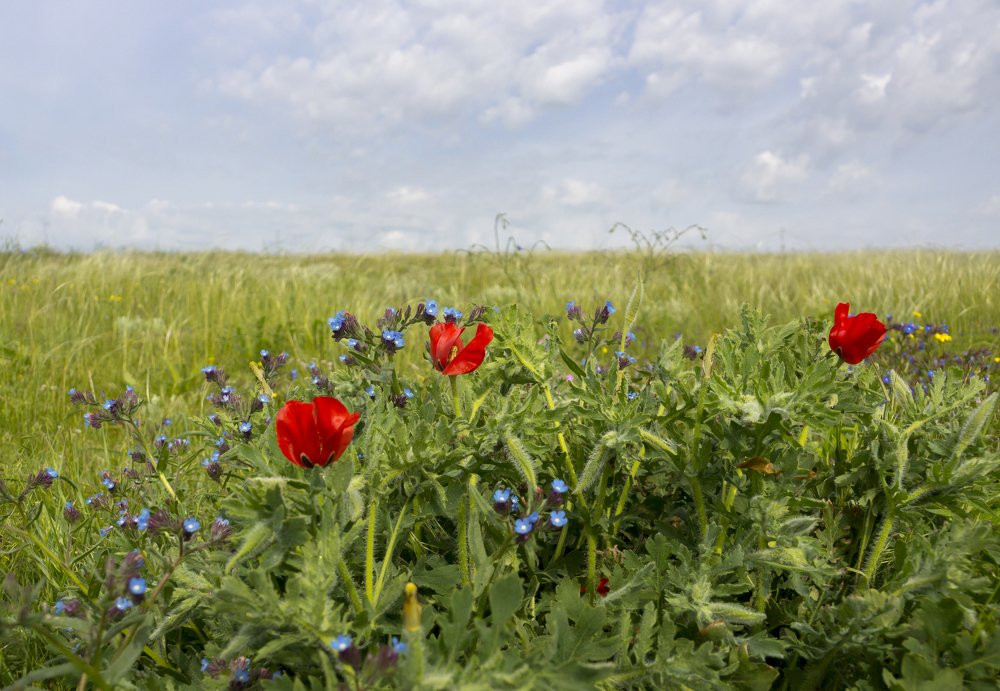 Цветущий Опук