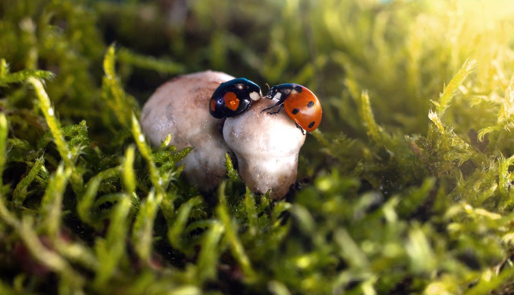 Photograph by Екатерина Хохлова