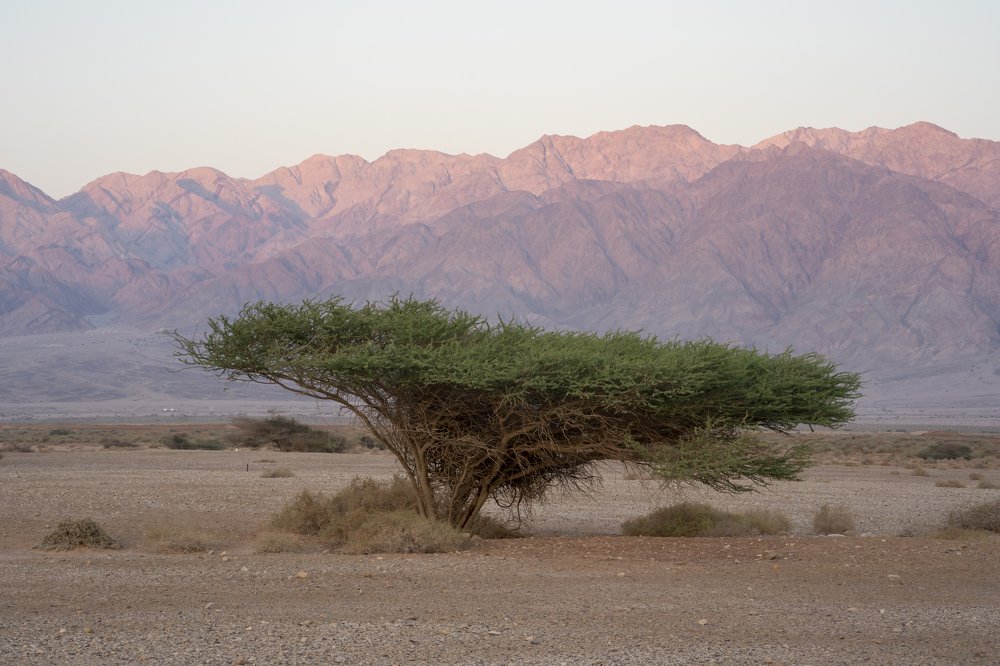 Photograph by Genadi Cobzar