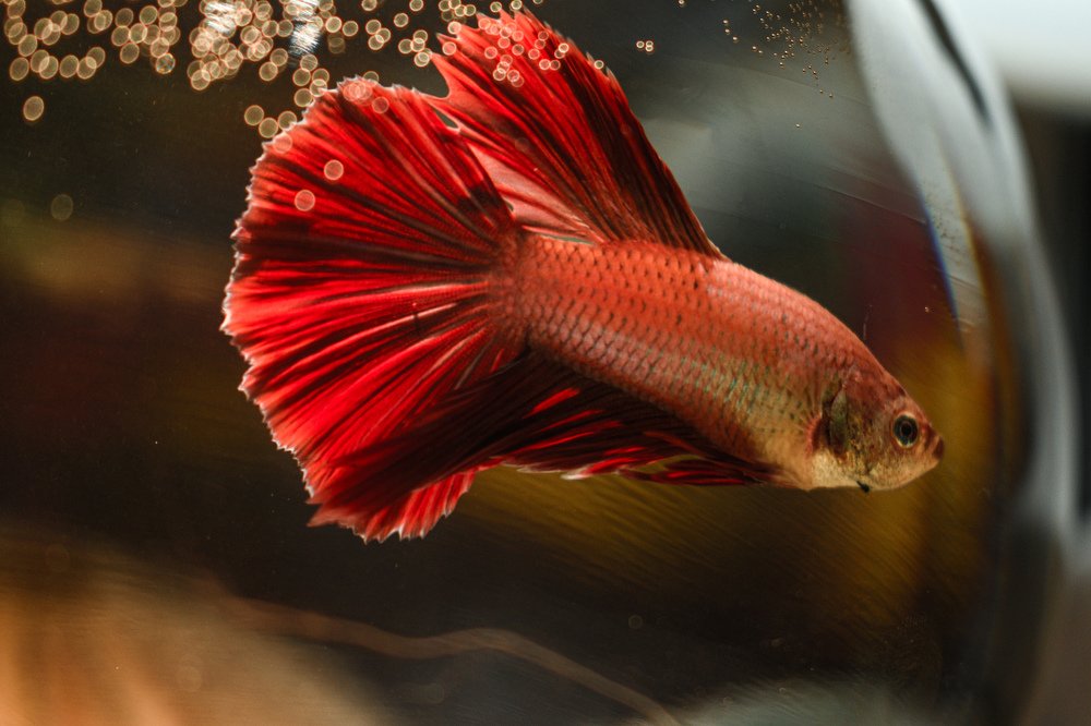 Photograph by Leo Sazdovski