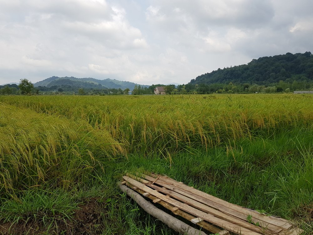 Photograph by zahra qazvini