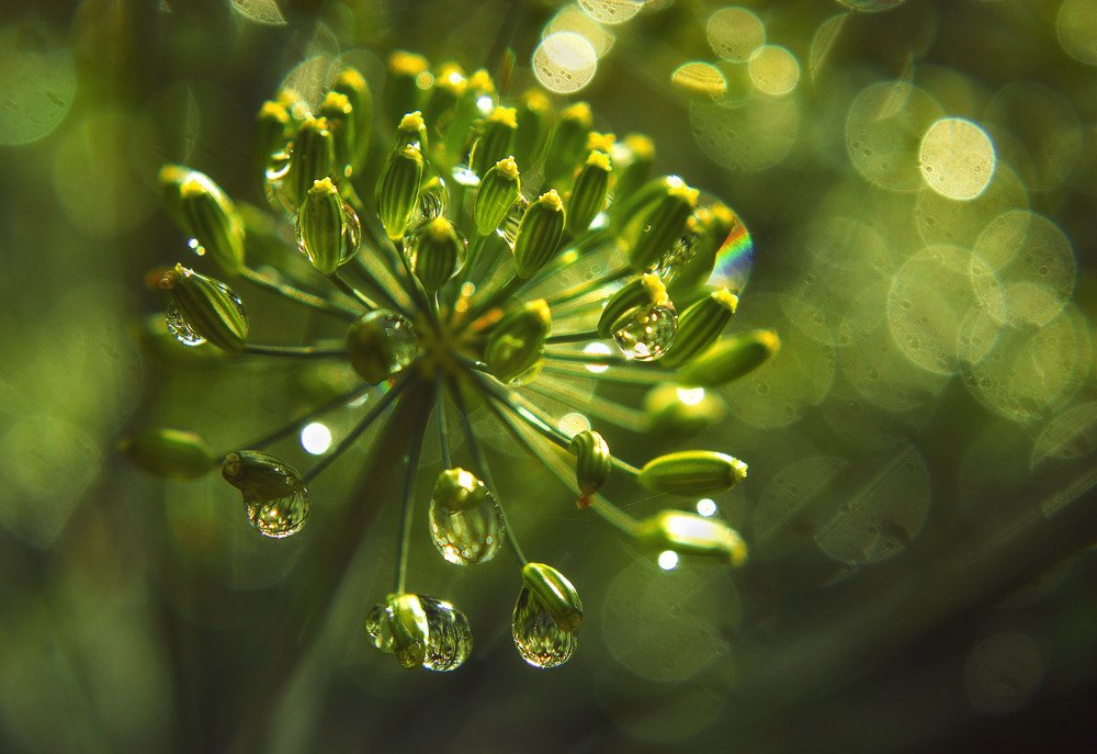 Photograph by Ольга