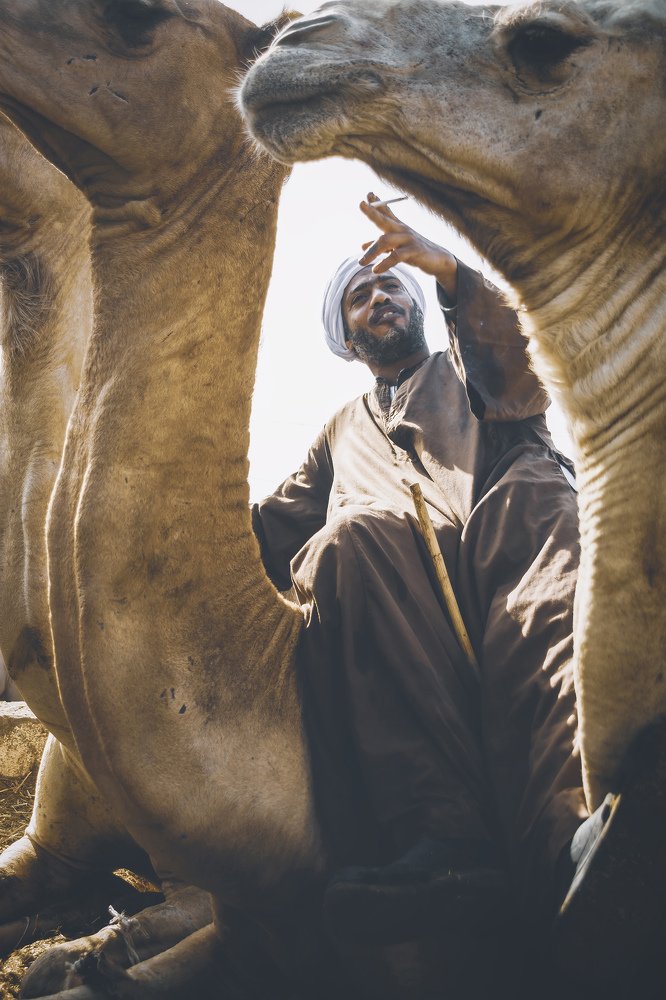 The owner of the camel