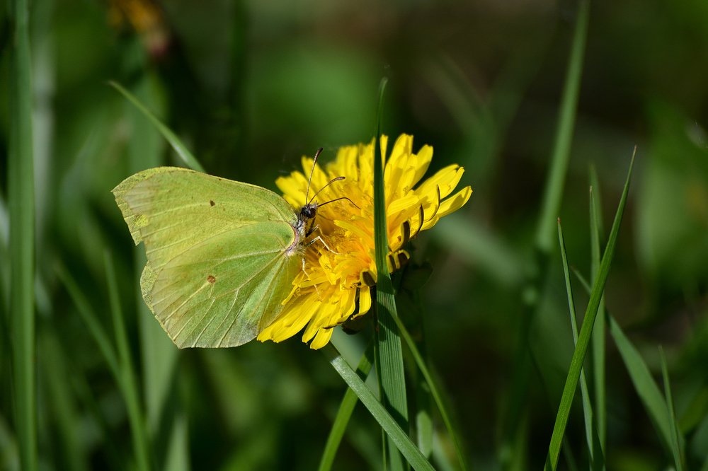 Photograph by Александр Калегин