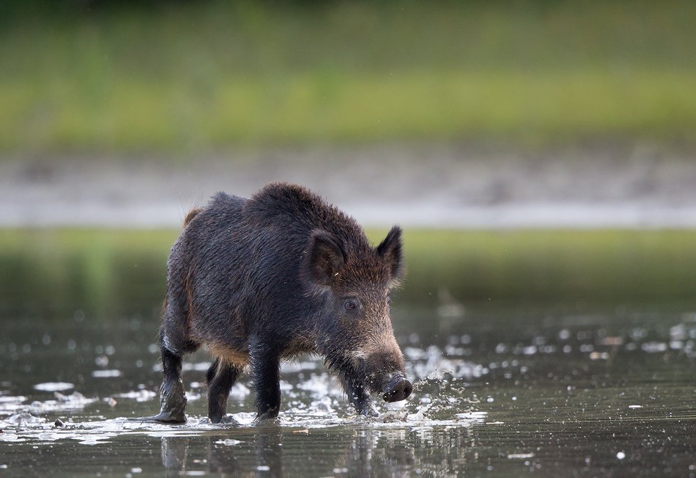 Фотография автора Budimir Jevtic