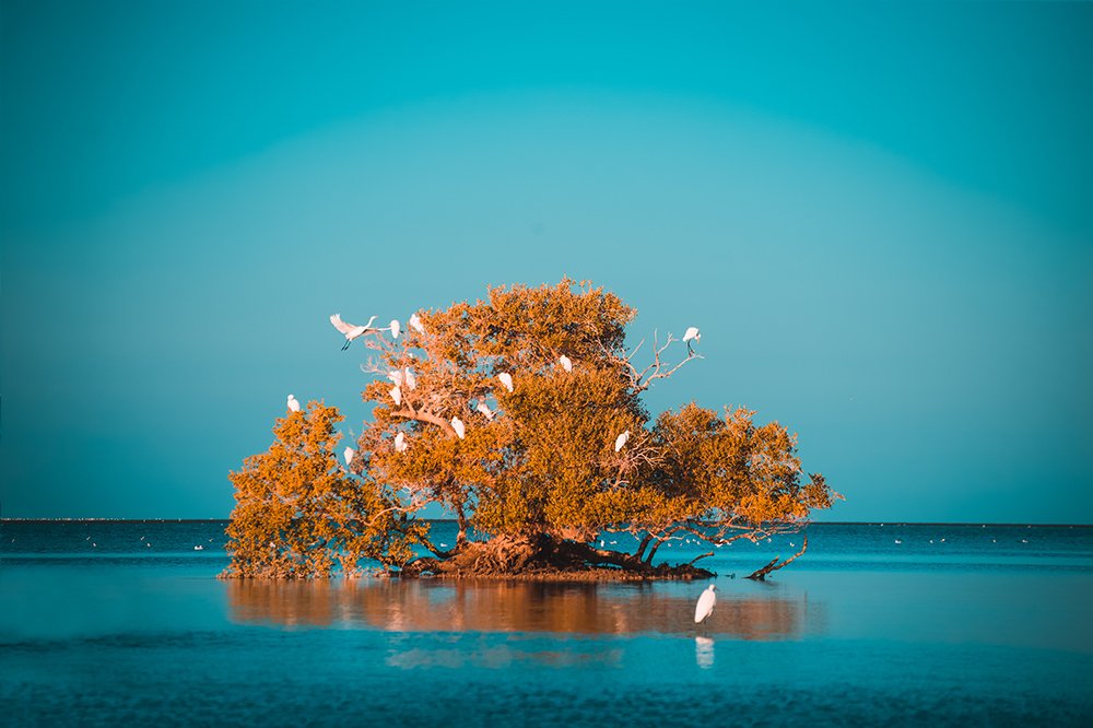 Egretta and Tree
