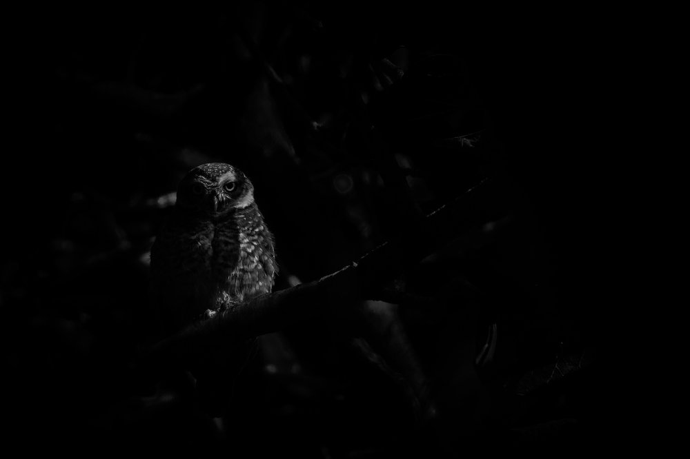 Photograph by SOUMADRI CHOWDHURY