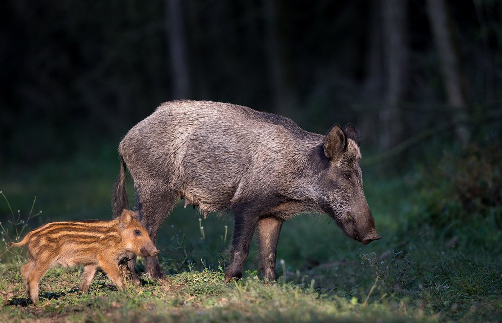 Фотография автора Budimir Jevtic