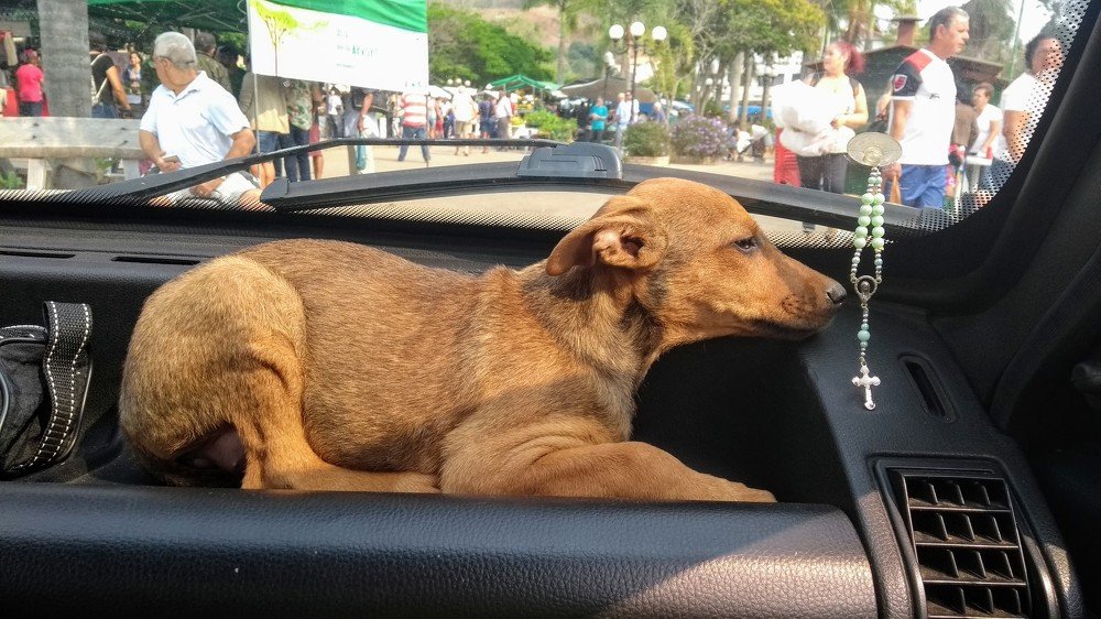 Cadela resgatada
