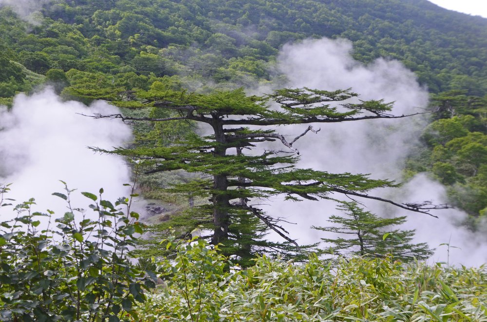 Природный бонсай