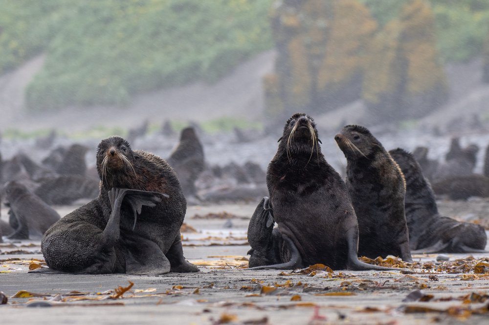 Три товарища