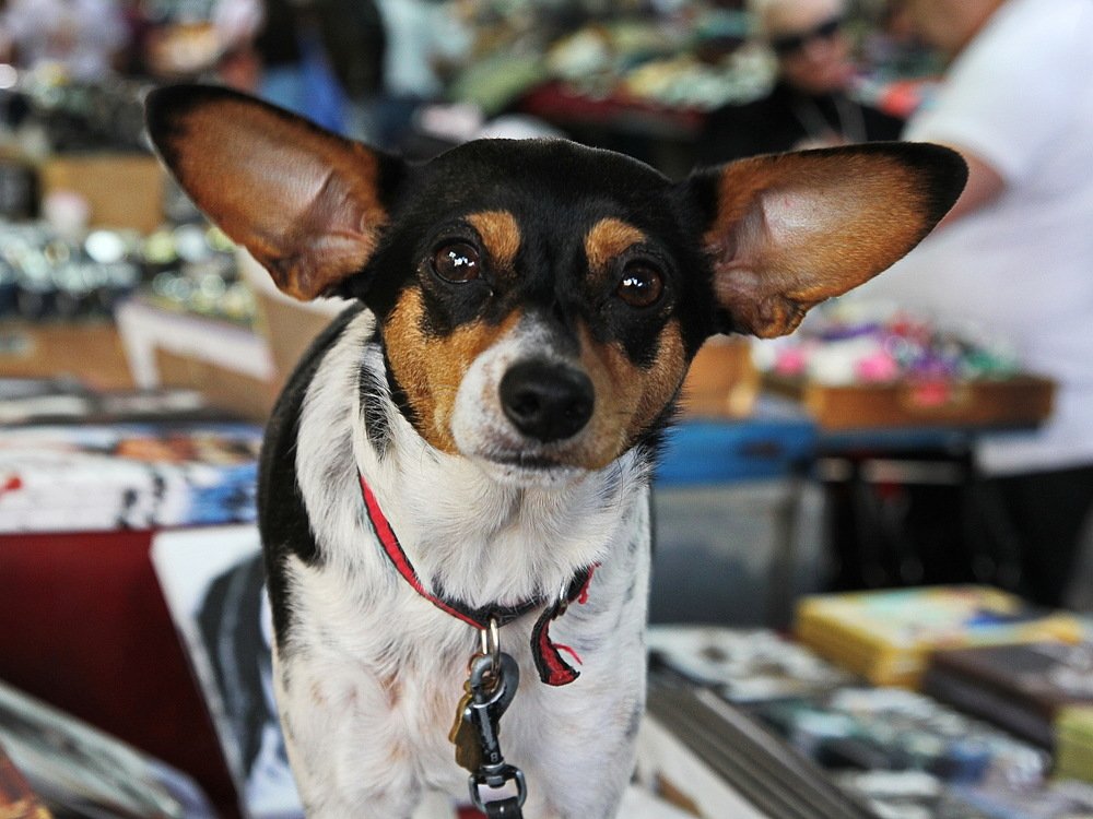 a series of four street photos