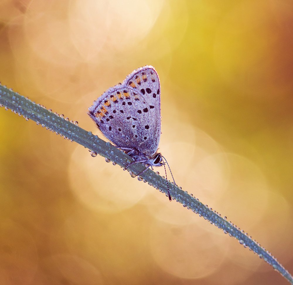 Photograph by Pawel Plucinski