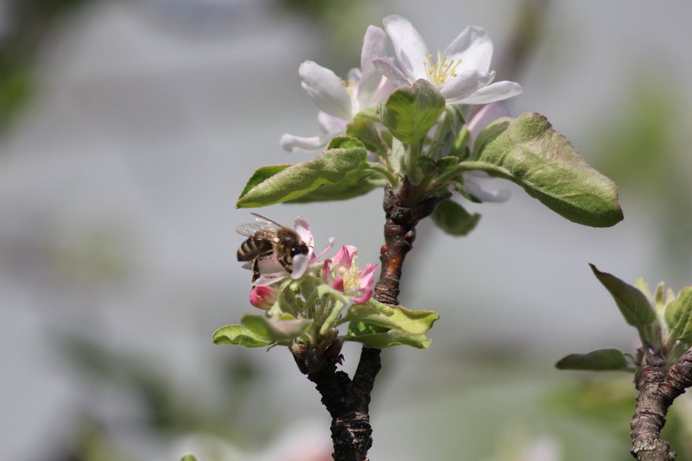 Трудяга пчела за любимым делом...