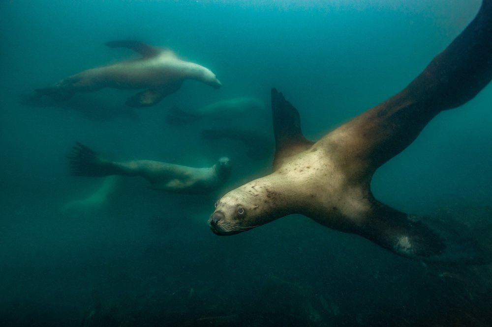 Сивучи Северо-Западного лежбища