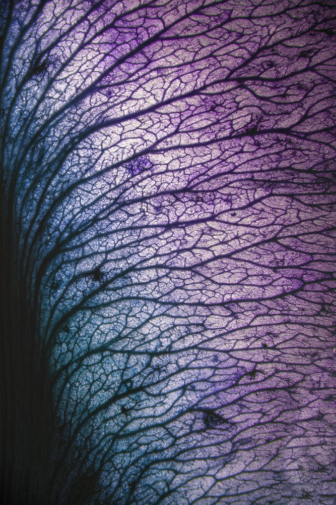 Крылатка клена