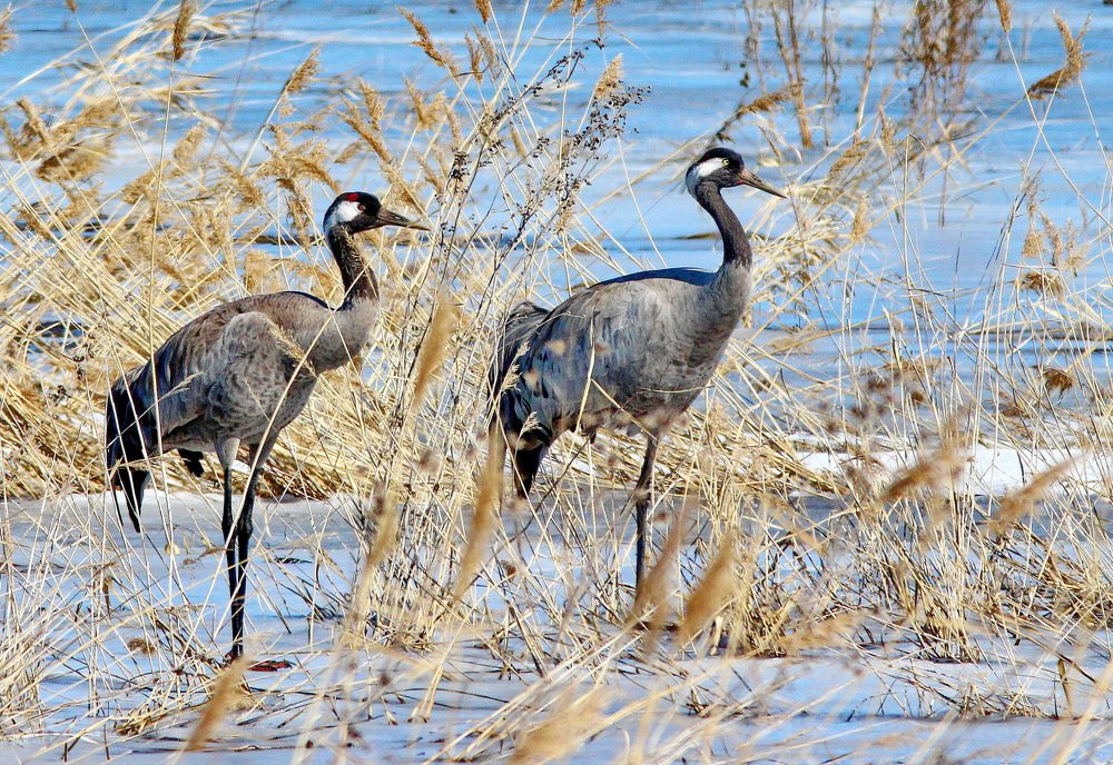 У  болота в полдень тихий